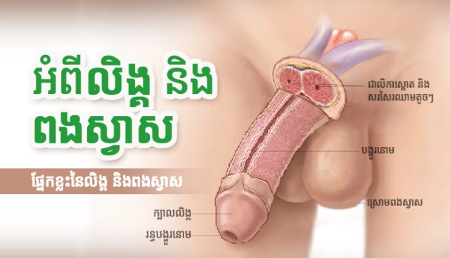 អំពីលិង្គ និងពងស្វាស