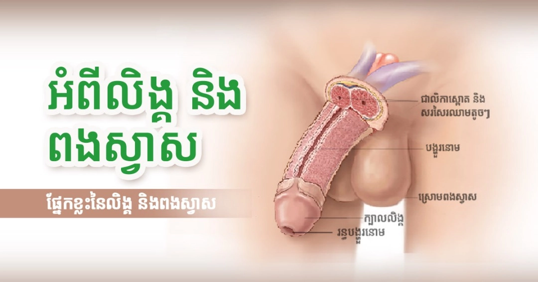 អំពីលិង្គ និងពងស្វាស