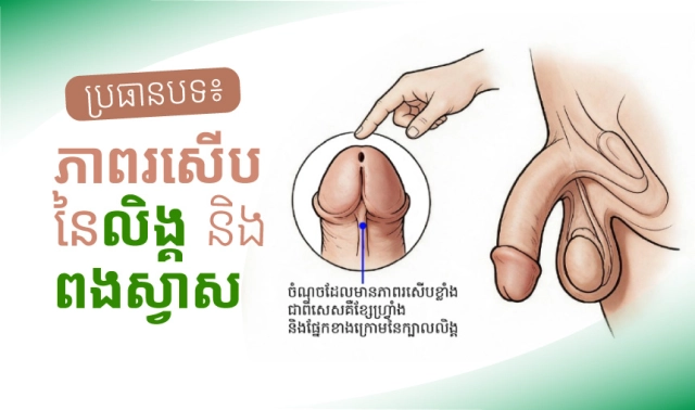 ប្រធានបទ៖ ភាពរសើបនៃ លិង្គ និងពងស្វាស