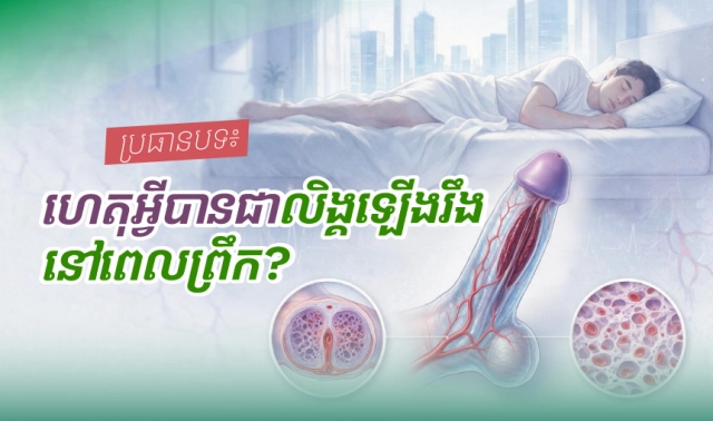 ប្រធានបទ៖ ហេតុអ្វីបានជាលិង្គឡើងរឹងនៅពេលព្រឹក?